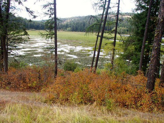 Coeur d'Alene National Forest